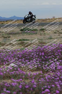 media/Jan-14-2023-SoCal Trackdays (Sat) [[497694156f]]/Turn 14 Exit Bloomig (145pm)/
